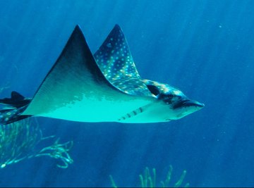 Spotted eagle rays live in the Caribbean Sea and Indian Ocean.
