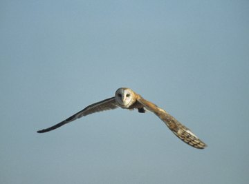 The common barn owl has a wingspan of up to 47 inches.