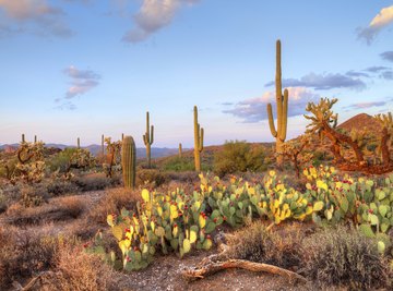 Various cactus in the Sonorian Desert, Arizona