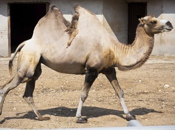 No large mammal is more closely associated with desert habitats than the camel.