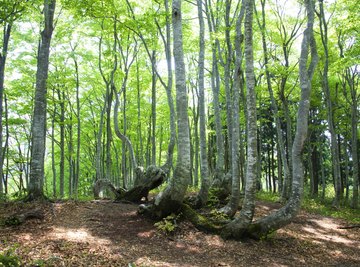 Beach trees growing in a forest.