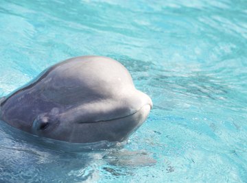 Beluga whale popping head out of the water.