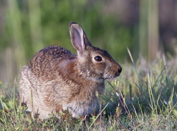 the eastern cottontail rabbit is among the many animals on the north central plains of Texas