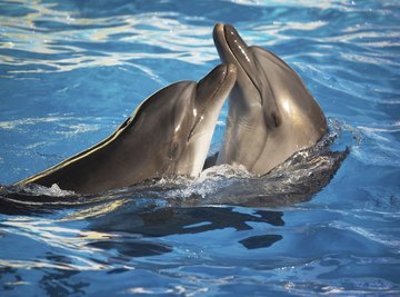 Dolphin species can range from 4 feet to 30 feet.
