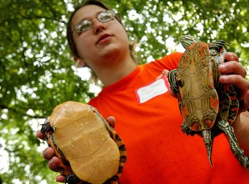 Herpetologist with turtles