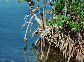 Decomposers release nutrients crucial to maintaining mangrove productivity.