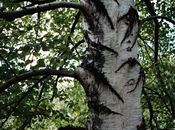 American beech trees are recognized by their gray bark.