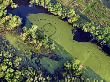 Algae is a type of protist.