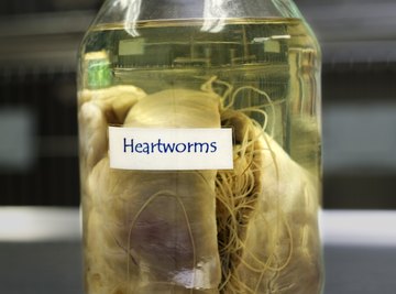 Heartworms are parasites that live inside their hosts.