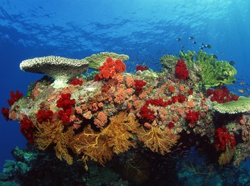 Corals can be hard or soft and are part of marine life.