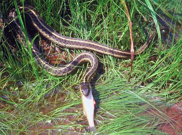 Garter snakes are easy to identify due their conspicuous stripes.