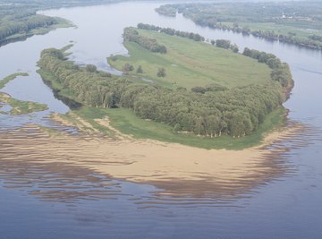 A salt marsh's soil is crucial to the proliferation of plant life.