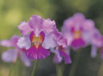 Endangered Plants in the Amazon Rain Forest