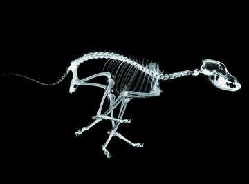 Differences Between a Cat, Dog, & Human Skeleton