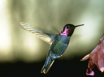Anna's Hummingbird is one species found in Arizona.