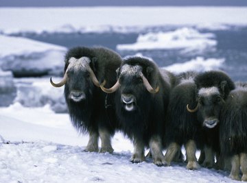 Musk oxen have long hair as well as woolly undercoats that provide insulation from the tundra's frigid temperatures.