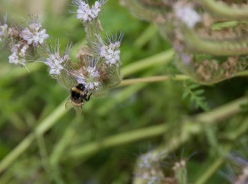 Adult bot flies look similar to bumblebees.