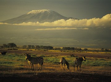 Mt. Kilimanjaro lies within the East African Rift zone.