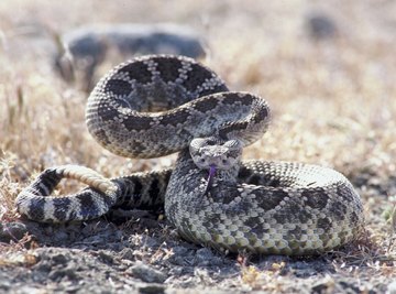 Western diamondbacks live in the rocky terrain of northwest Arizona.