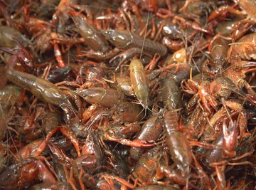 Crawfish are a popular food item.