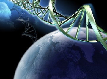 DNA maintains genetic continuity from generation to generation.