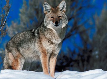 Gray wolves are much larger and heavier than coyotes.