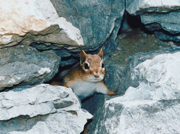 Some wild baby chipmunks carry diseases.