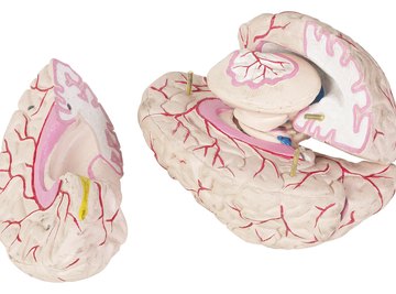 Model of the human brain, nerves highlighted in red.