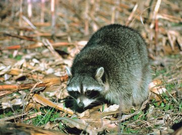 Raccoons can literally turn over lawns digging for grubs to eat.