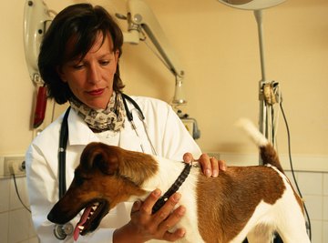 Potential vets can begin preparing for veterinary school by taking math and science classes in high school.