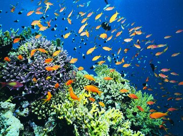 Coral reefs are a type of marine ecosystem