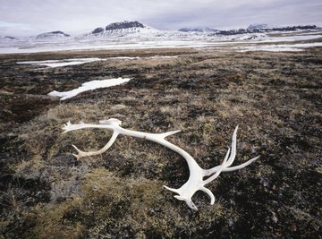 A caribou antler lies on the scrubby ground of the Arctic tundra.