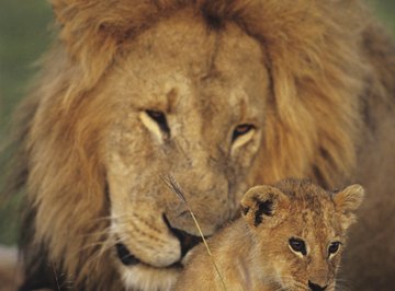 Life Cycle of the Lion