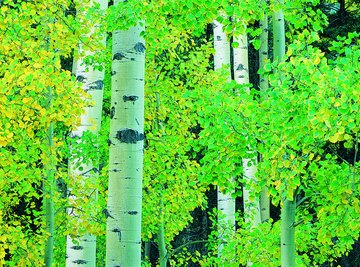 Aspens feature straight trunks and often grow in pure stands.