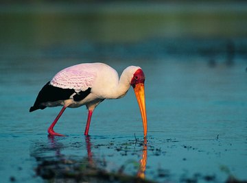 Storks can be indicator species of wetlands and wetland health.