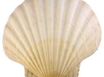 The scallop shell is identifiable by its fan-like shape.