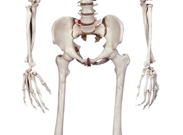 The calcium that makes your bones hard is actually a light metal.