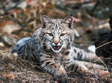 Bobcats are very important to ecosystems because they regulate prey communities.