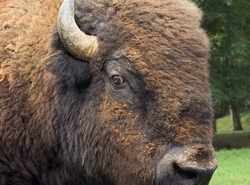 Like its American cousin, the European bison has managed to come back from the brink of extinction.