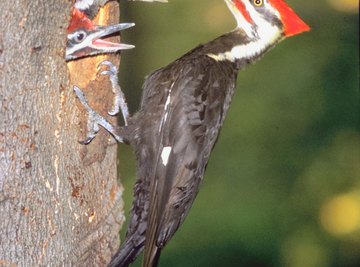 Large pileated woodpeckers appreciate a hearty suet snack.