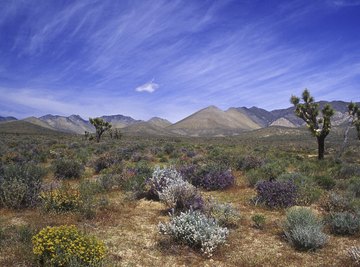 Desert soils support plants suited to arid conditions.