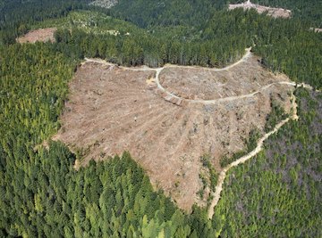 Deforestation often large tracts of land with no vegetative cover.