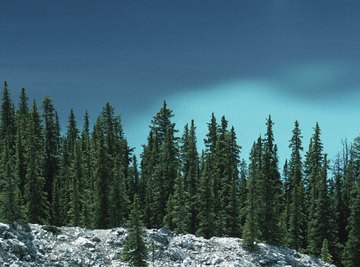 Boreal forests consist mainly of evergreen conifers.