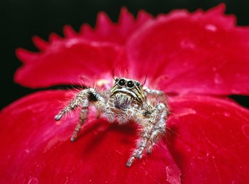 A jumping spider is always ready to spring forth.