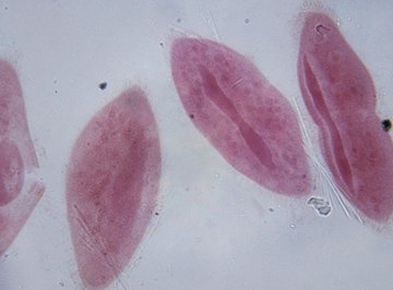These paramecia phylum Ciliophora in the kingdom Protista of the domain Eukarya.