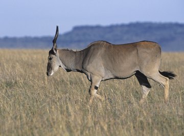 Elands are a herbivorous species in Africa's tropical savanna.