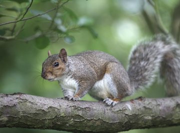 Eastern gray squirrels are a species of tree squirrel found throughout the U.S.