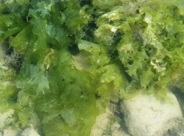 Seaweeds either attach to a hard substrate or are free-floating.