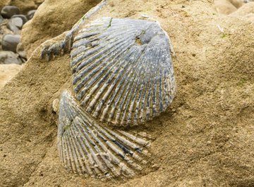 A close-up of fossilized sea shells in sandstone.