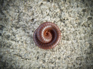 A millipede curled up in the dirt.